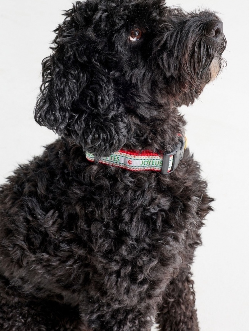 NWT Anthropologie Bistro Tile Holiday Dog Collar - SMALL Joyuex